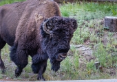 Ұţ-Bison