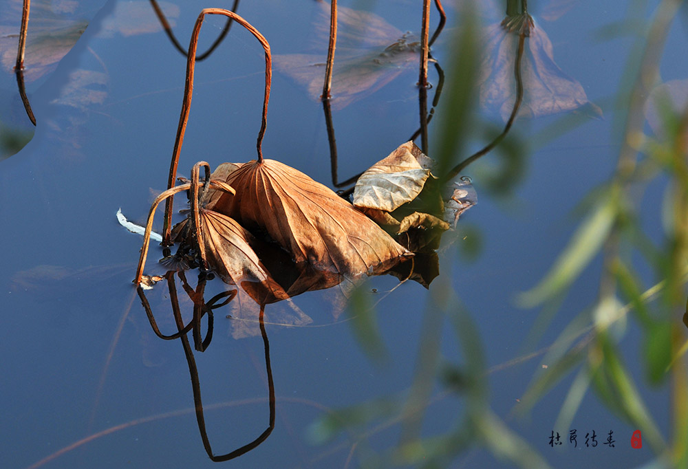 DSC_0724.jpg