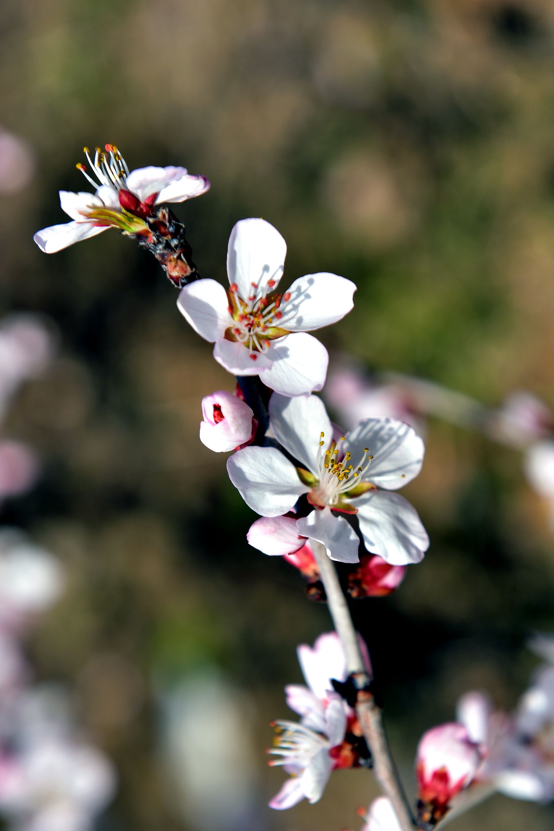 DSC_2429_.jpg