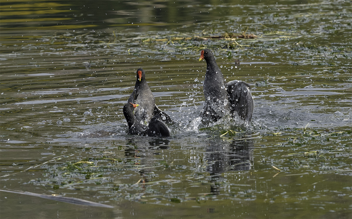 _DSC2811-1-1.jpg