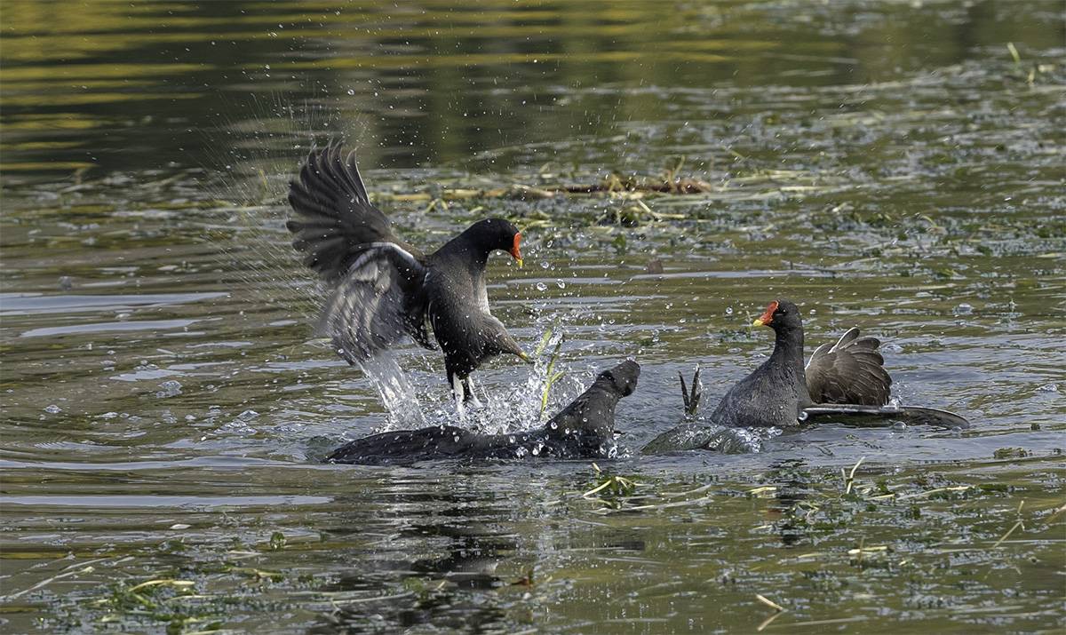 _DSC2808-1-1.jpg