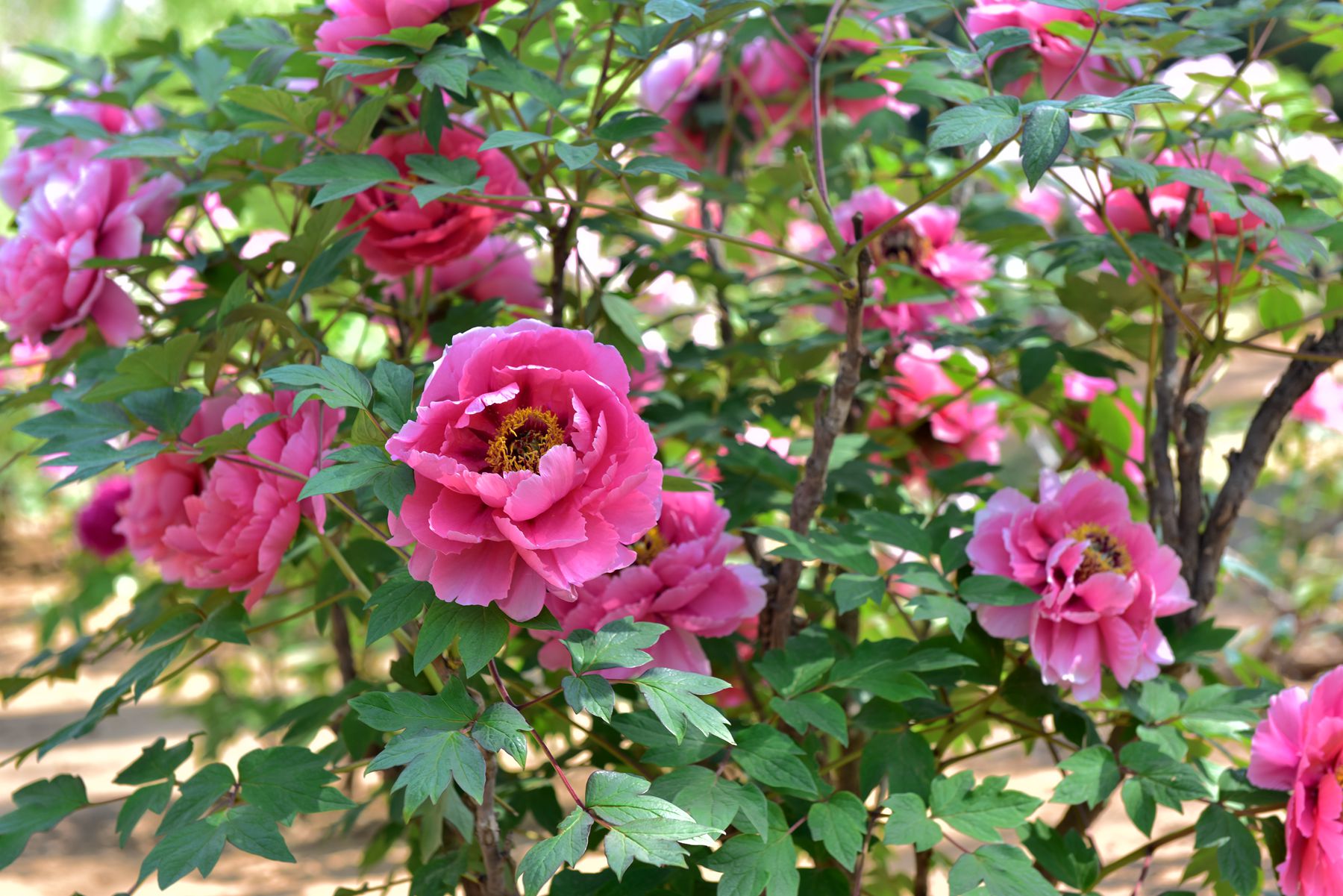 DSC_6184_.jpg