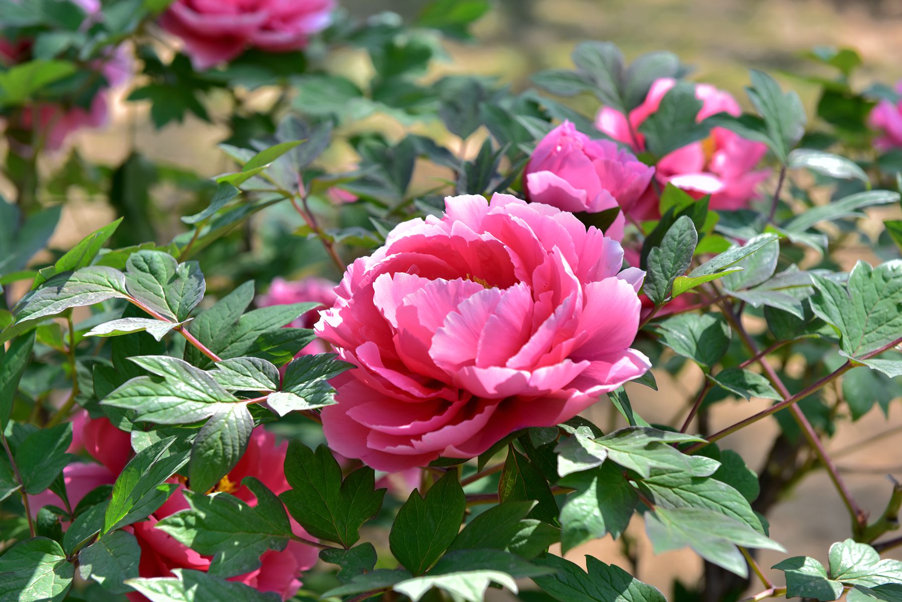 DSC_6290_.jpg