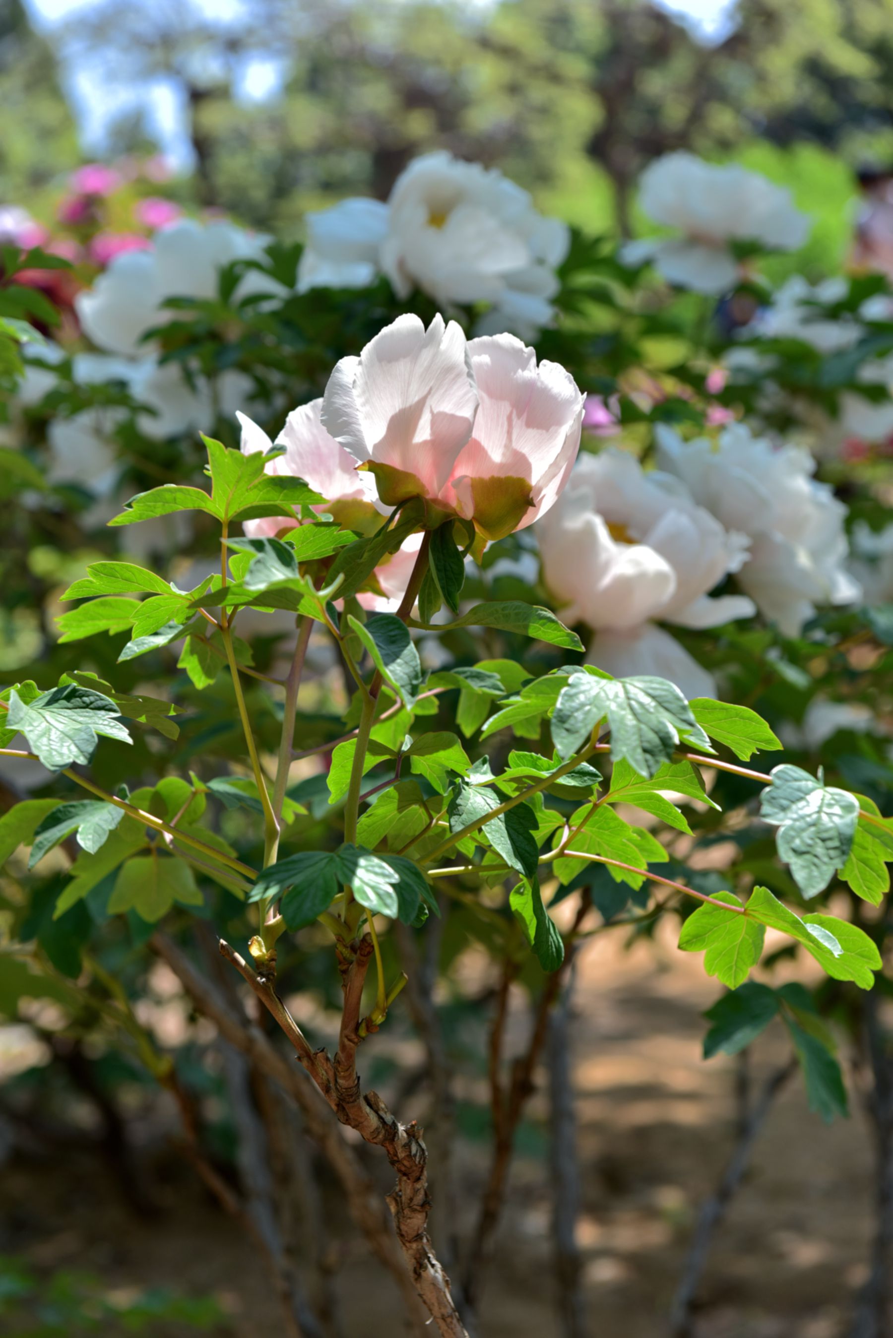 DSC_6678_.jpg