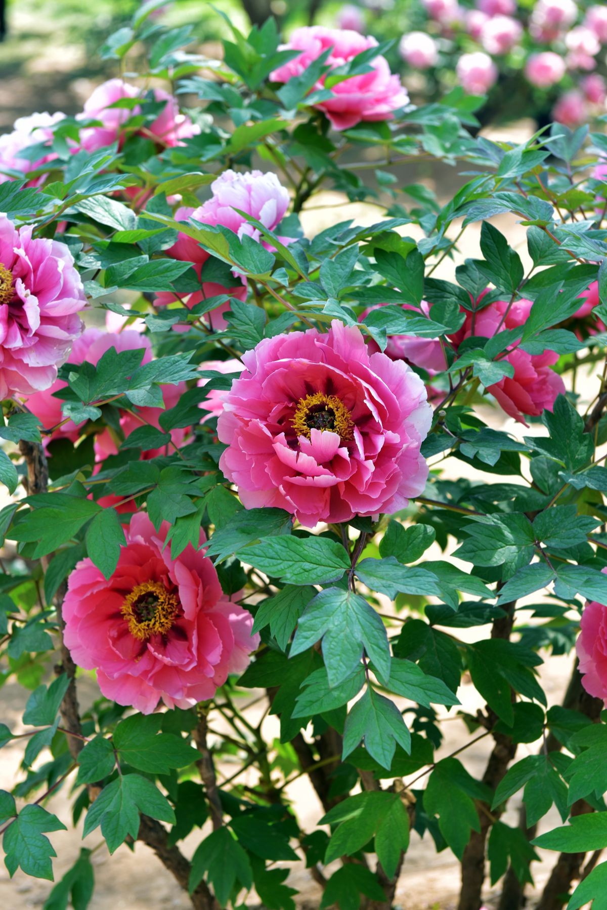 DSC_6205_.jpg