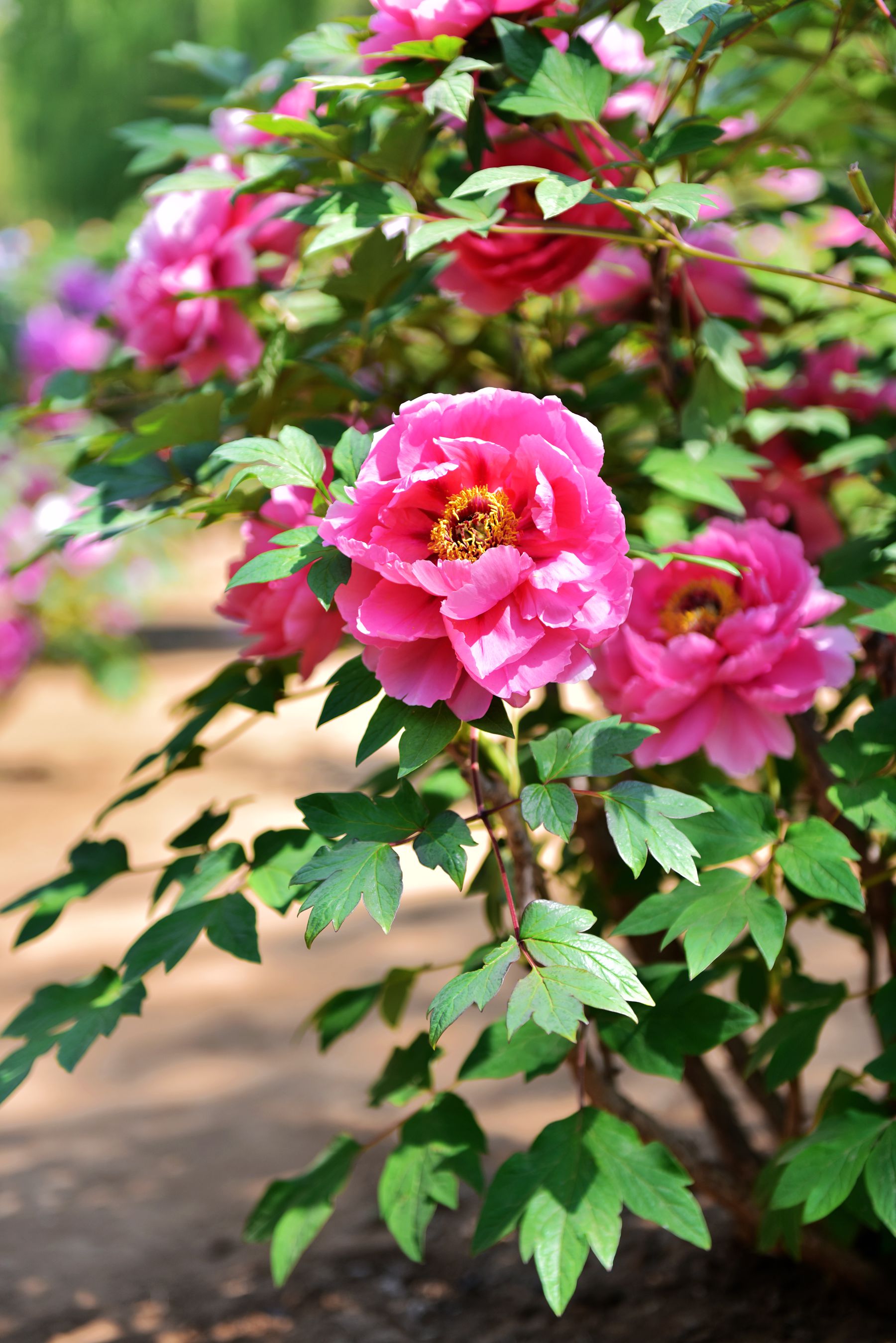 DSC_6394_.jpg