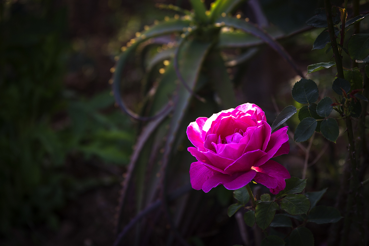 CB9A0004-11.jpg