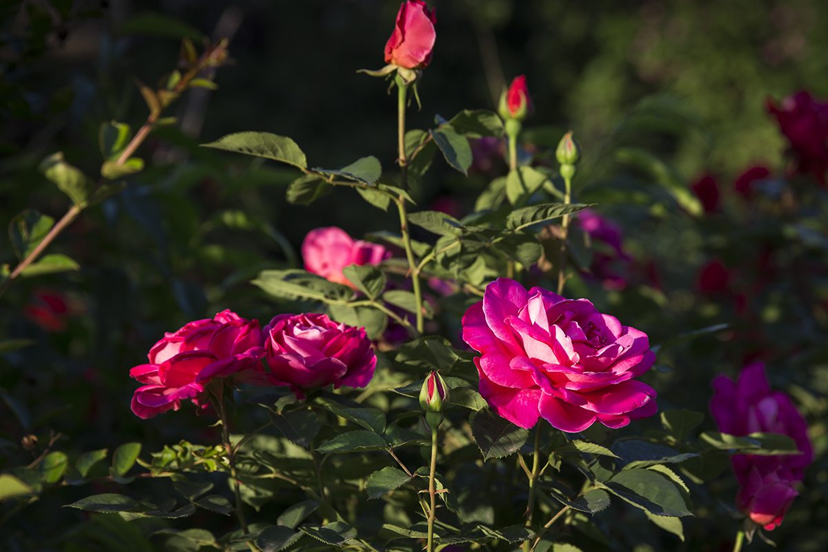 CB9A0033-11.jpg
