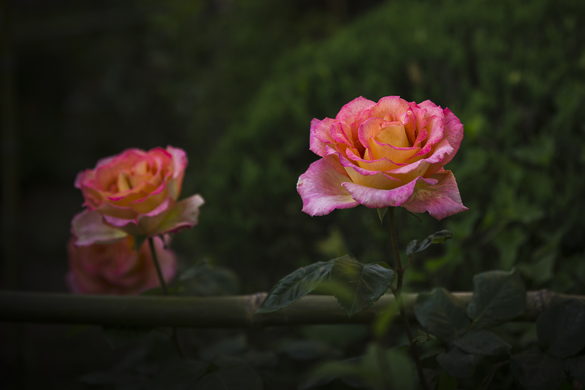 CB9A9953-11.jpg