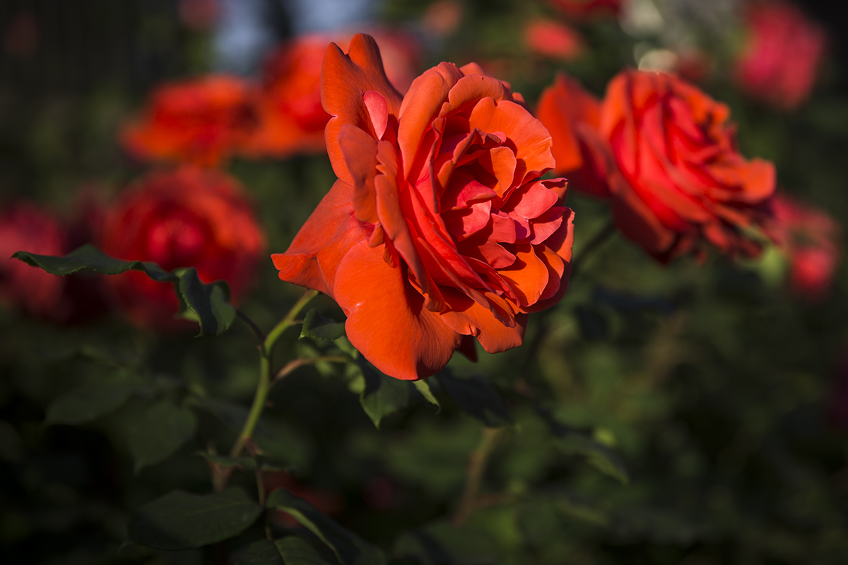 CB9A9982-11.jpg