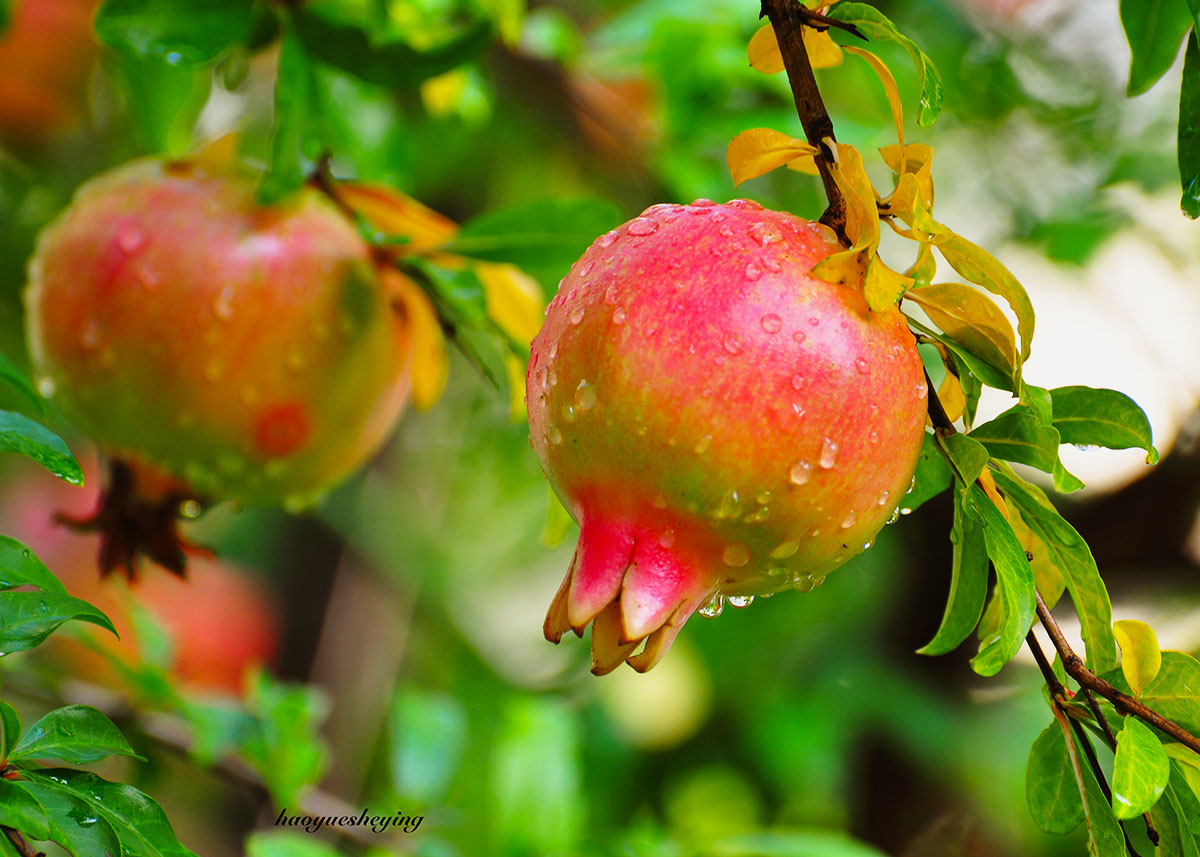 DSC_1252.jpg