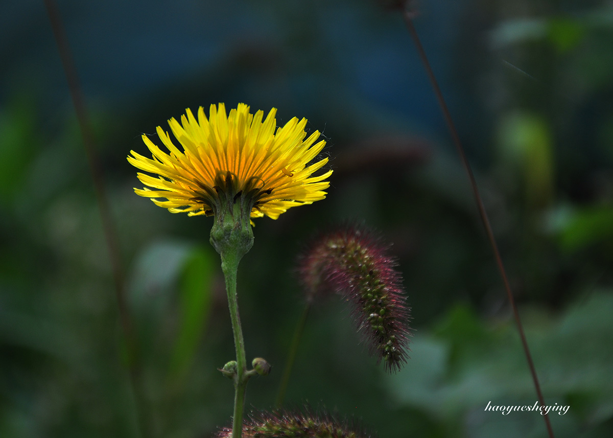 DSC_0421.jpg