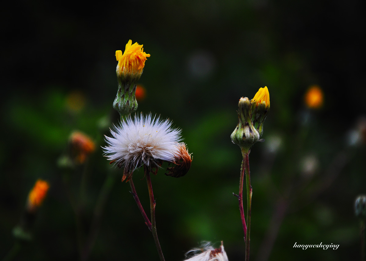 DSC_0299.jpg