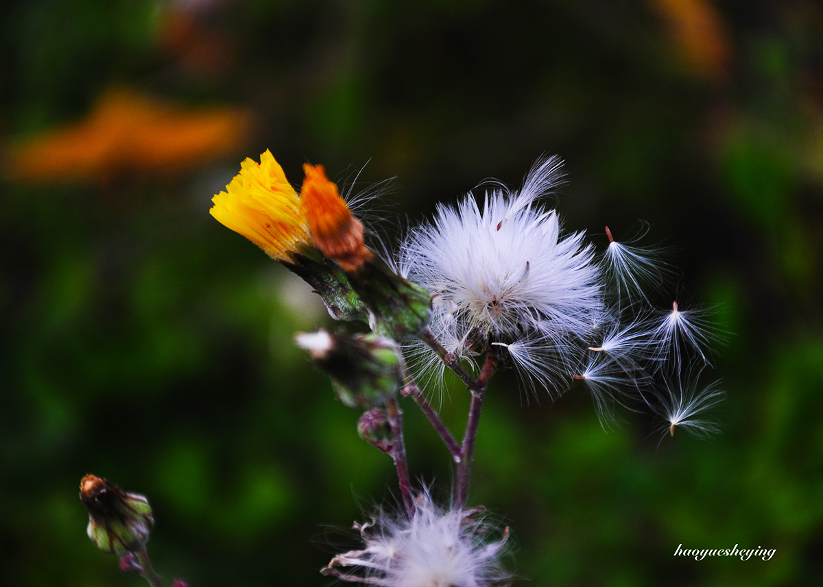 DSC_0285.jpg