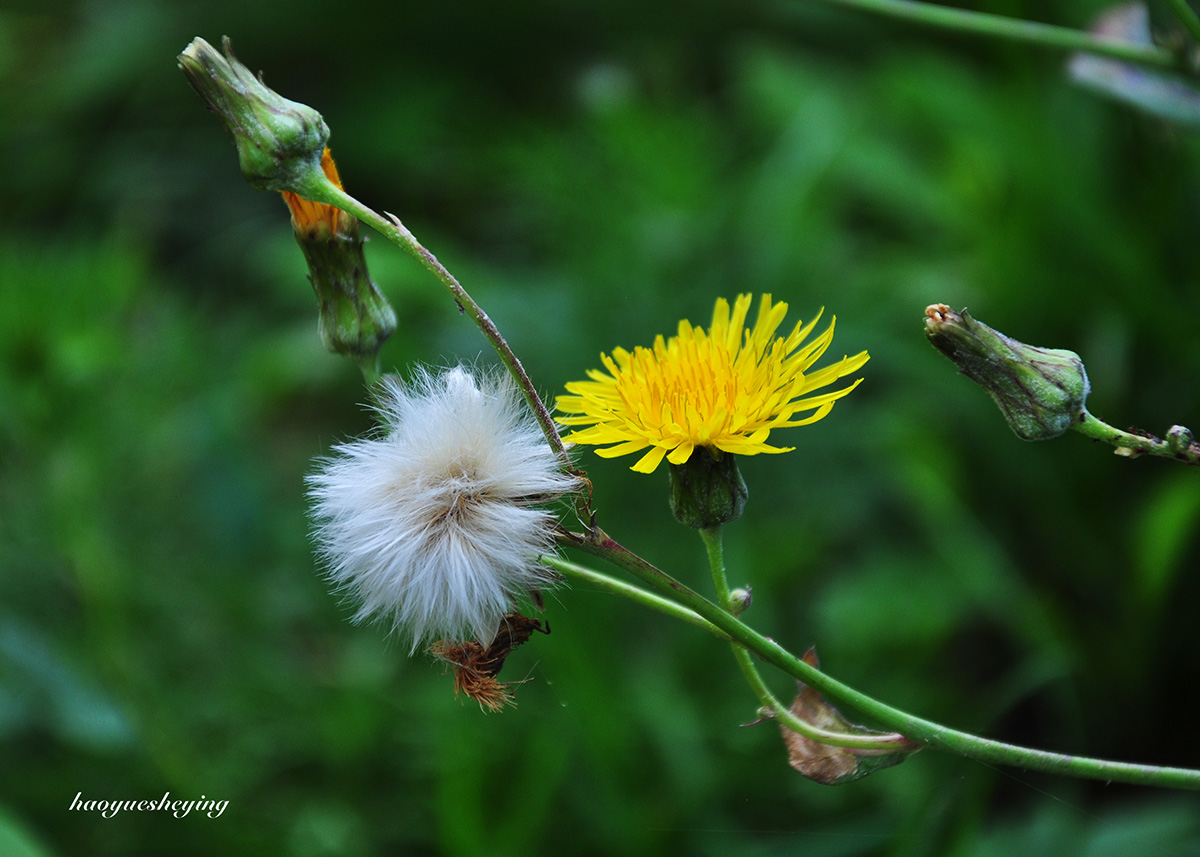 DSC_0386.jpg