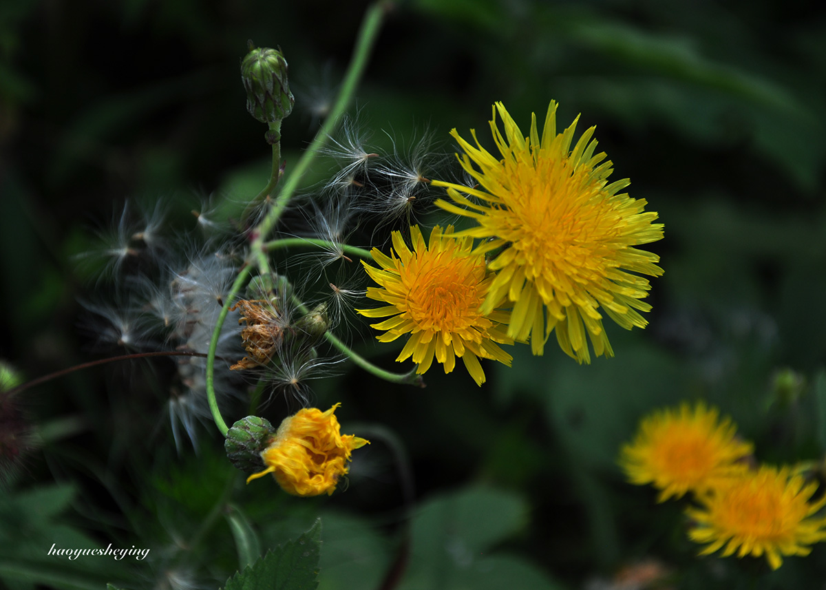 DSC_0411.jpg