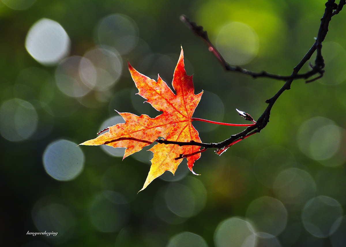 DSC_0250.jpg