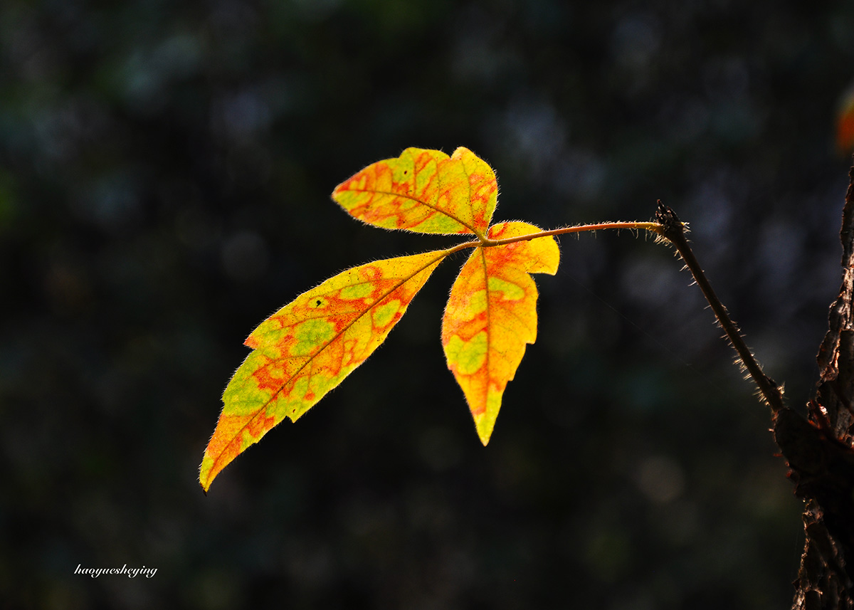 DSC_0078.jpg