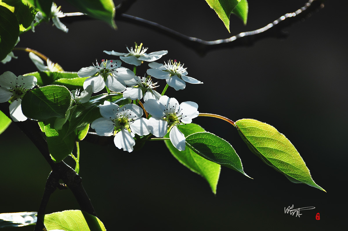 DSC_0346.jpg