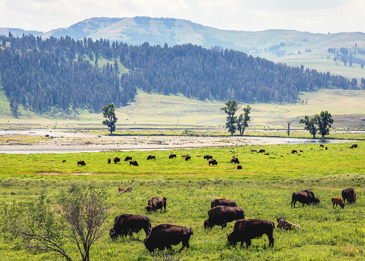 _X7A7300-Yellowstone-Bison-11-2.jpg