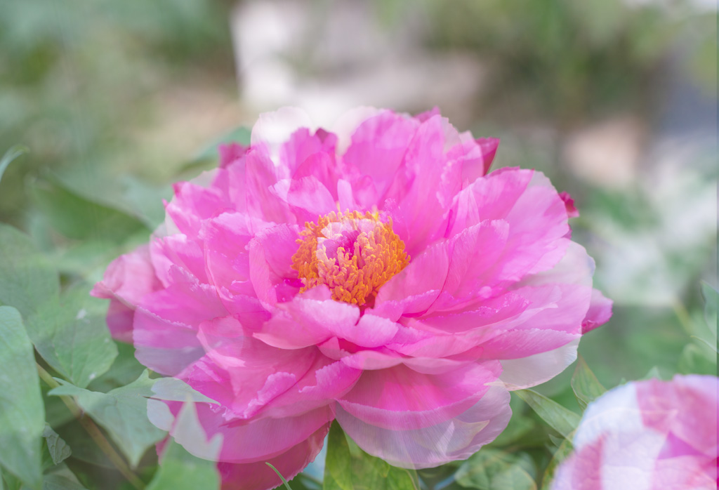 DSC09924 .jpg