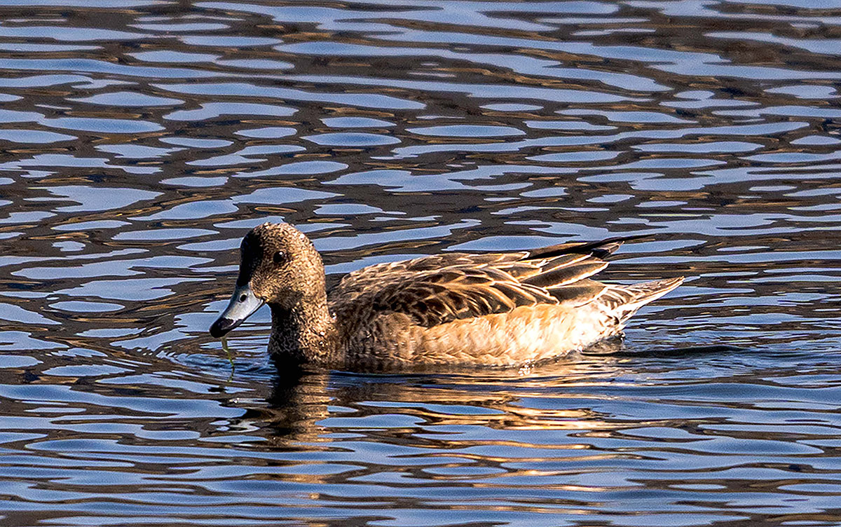 DSC_2508  3.jpg