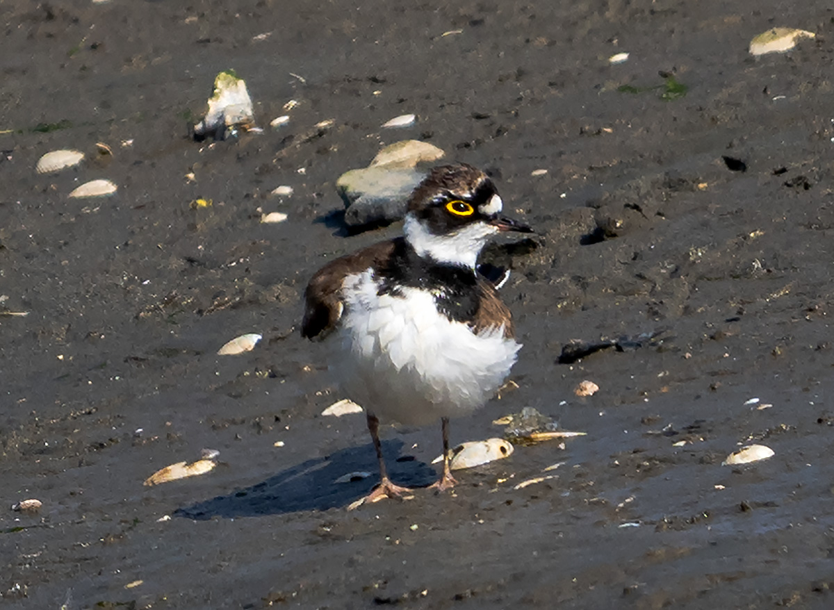 DSC_6071 .jpg
