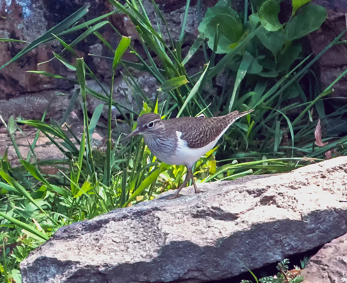 DSC_6534  2.jpg