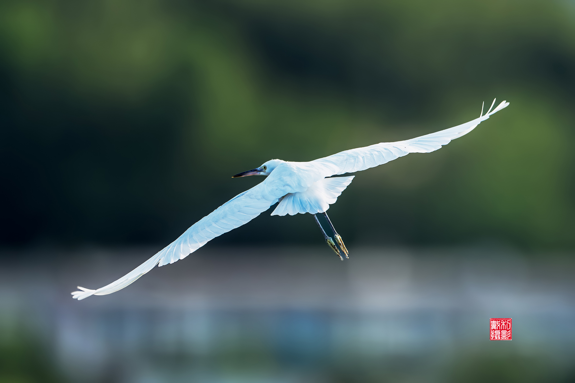 DSC007882-ǿ-NR  2.jpg