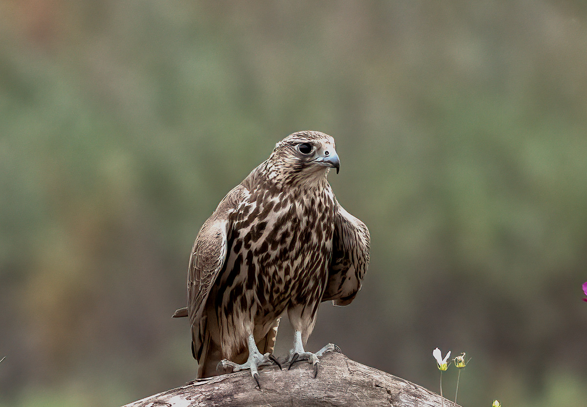 _DSC0971 ����.jpg