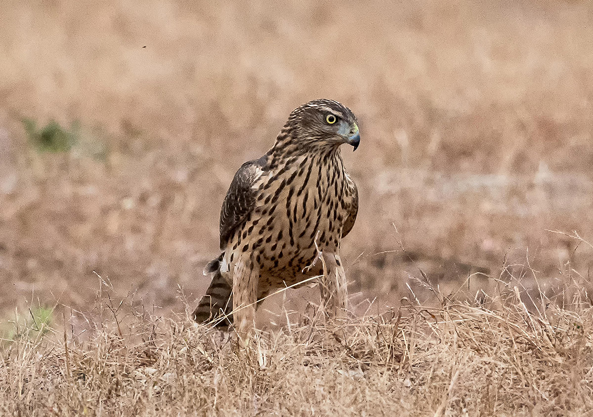 _DSC1125-2 ���� 2.jpg