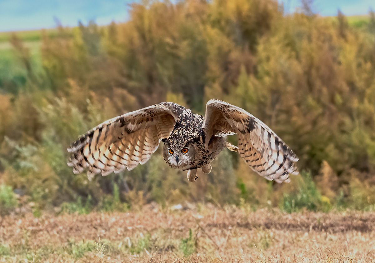 _DSC0691 ����.jpg