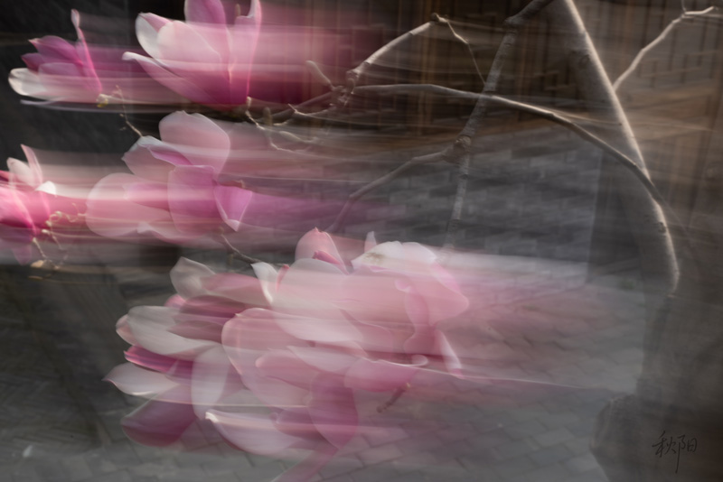 DSC08639 ����.jpg