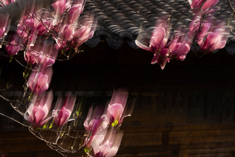 DSC08663 ����.jpg