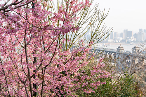 DSC08484 ����.jpg