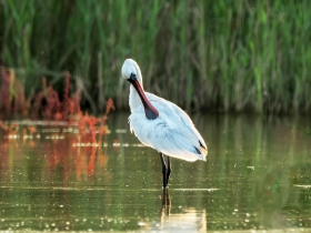 ������ĺ������أ�