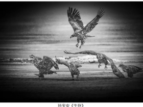 AIP���޹�����Ӱ����2025��ȴ����ڰ���